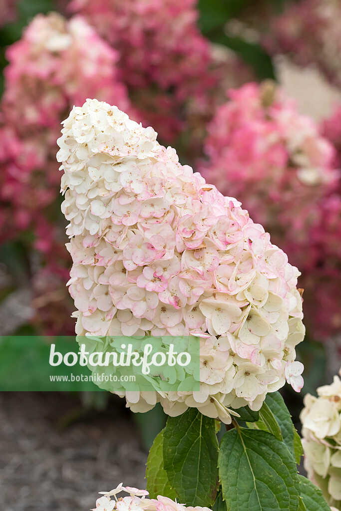 675144 - Hortensia paniculé (Hydrangea paniculata 'Magical Mont Blanc')