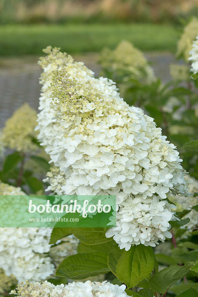 675145 - Hortensia paniculé (Hydrangea paniculata 'Magical Moon Light')
