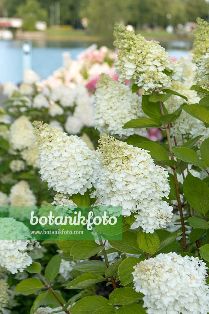 675146 - Hortensia paniculé (Hydrangea paniculata 'Magical Moon Light')