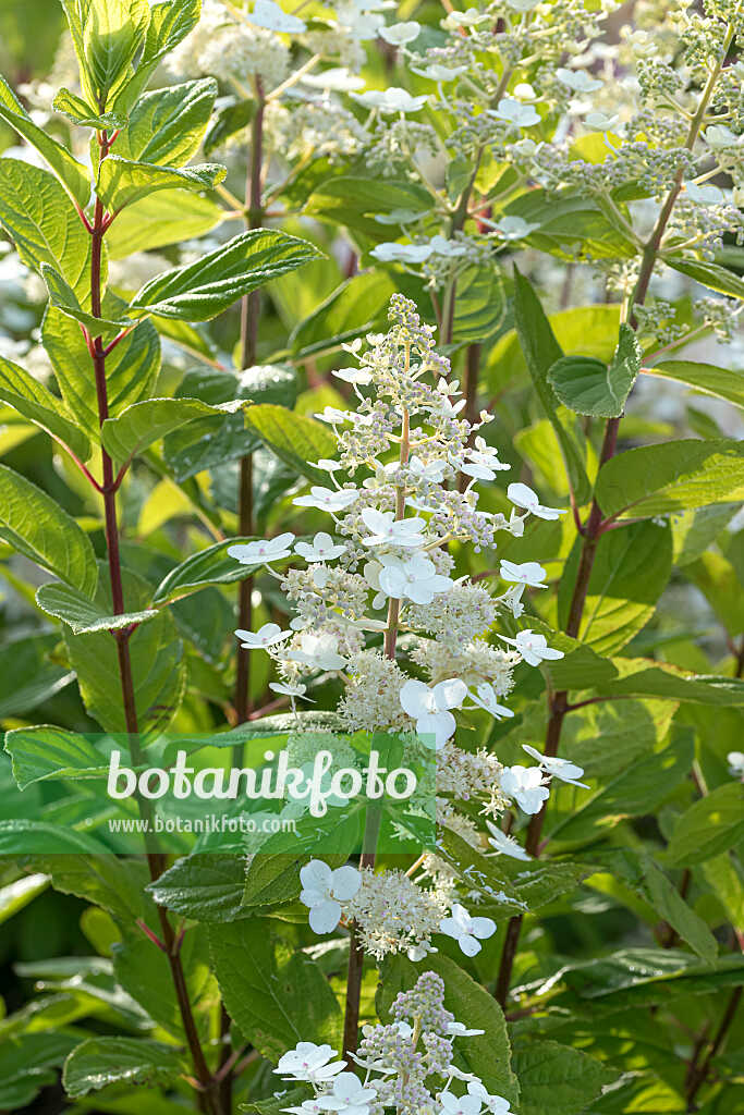 675088 - Hortensia paniculé (Hydrangea paniculata 'Mathilde')