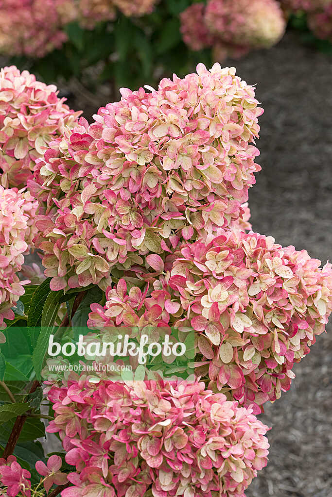 675148 - Hortensia paniculé (Hydrangea paniculata 'Mojito')