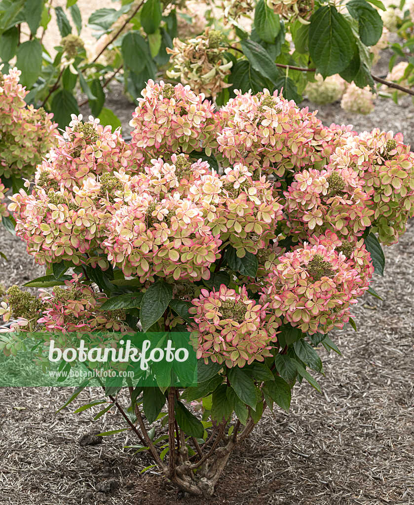 675151 - Hortensia paniculé (Hydrangea paniculata 'Pastelgreen')