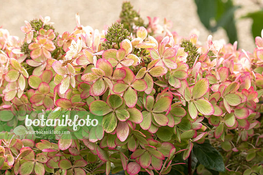 675152 - Hortensia paniculé (Hydrangea paniculata 'Pastelgreen')