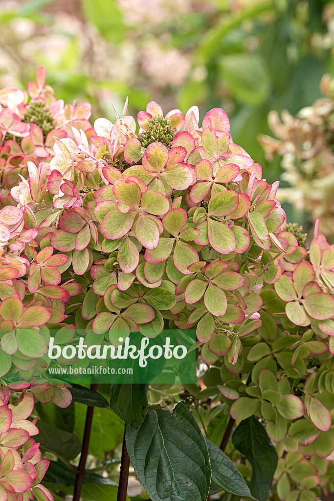 675153 - Hortensia paniculé (Hydrangea paniculata 'Pastelgreen')