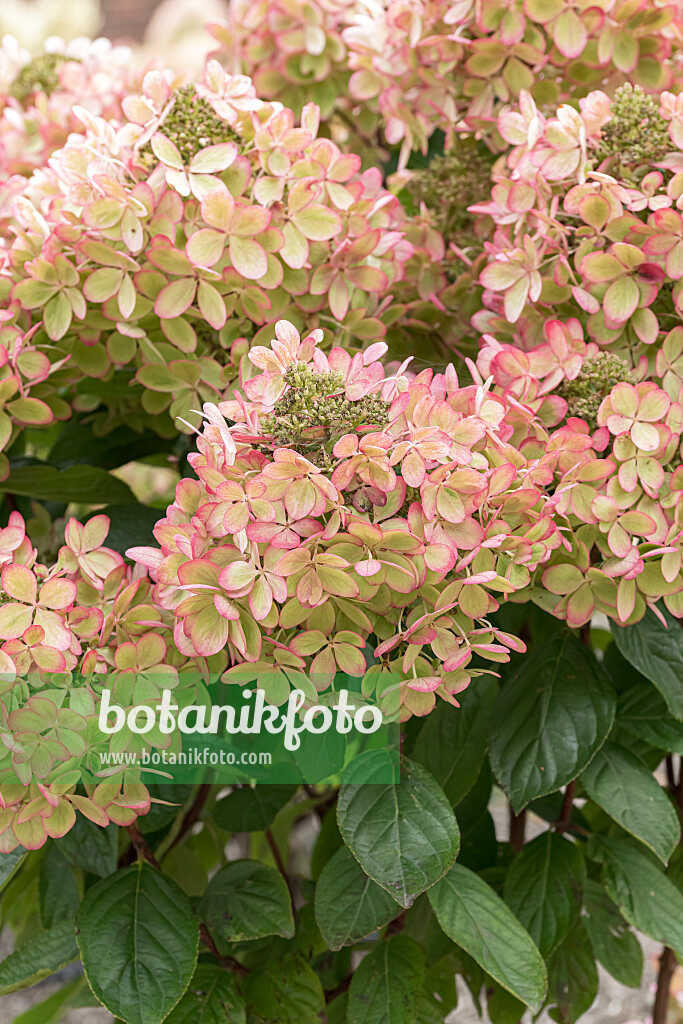 675154 - Hortensia paniculé (Hydrangea paniculata 'Pastelgreen')