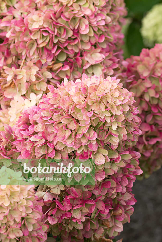 675157 - Hortensia paniculé (Hydrangea paniculata 'Redlight')