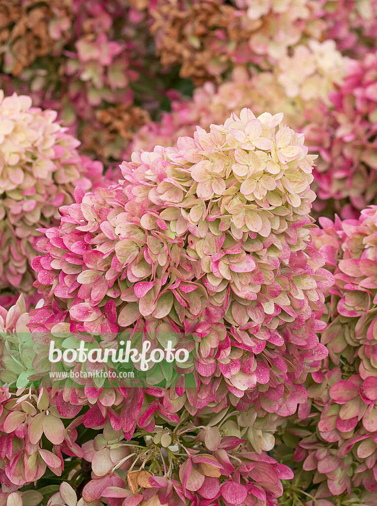 675159 - Hortensia paniculé (Hydrangea paniculata 'Redlight')