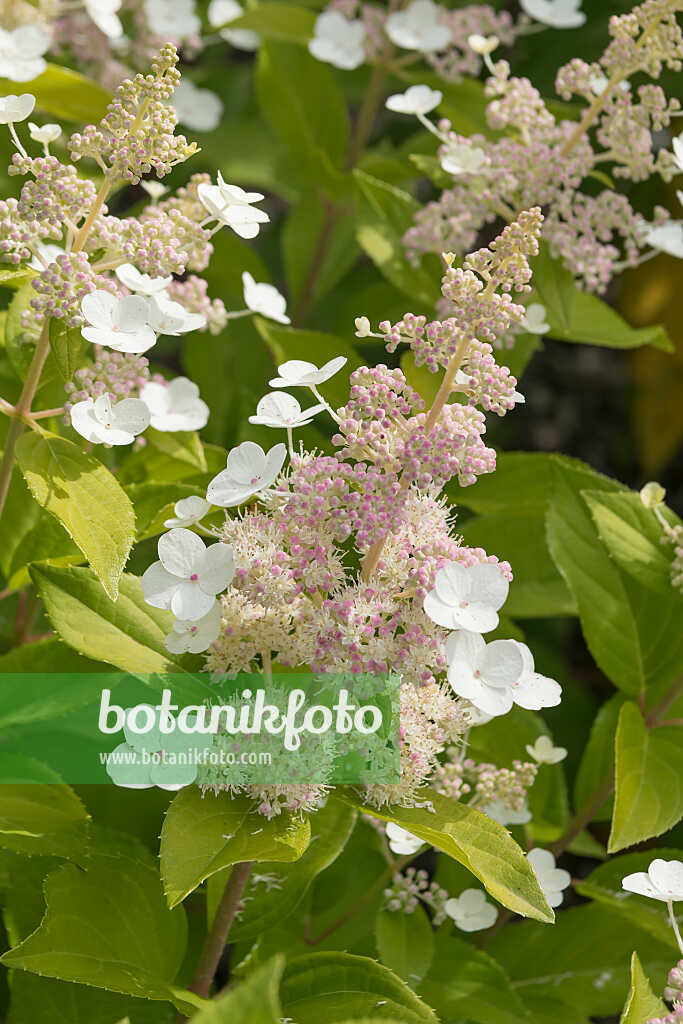 675093 - Hortensia paniculé (Hydrangea paniculata 'Tender Rose')