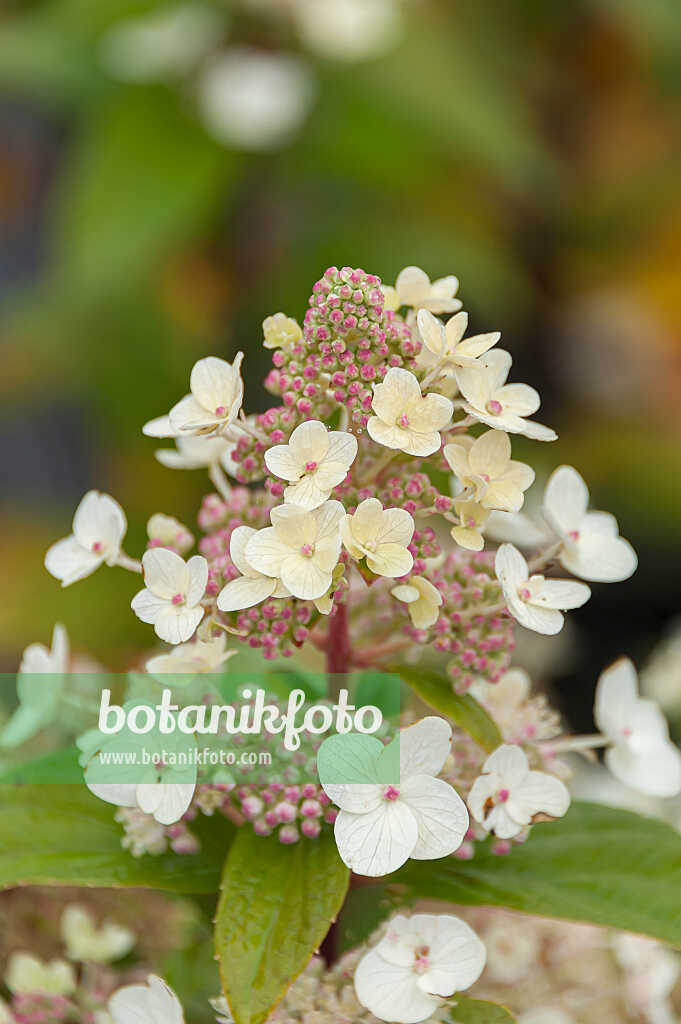 675099 - Hortensia paniculé (Hydrangea paniculata 'Unique')