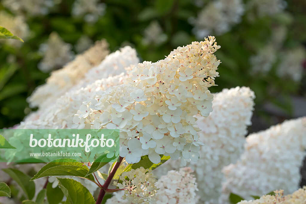 675167 - Hortensia paniculé (Hydrangea paniculata 'Vanille Fraise')