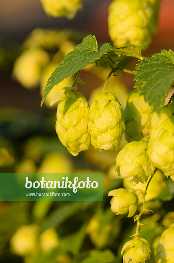 524014 - Houblon grimpant (Humulus lupulus)