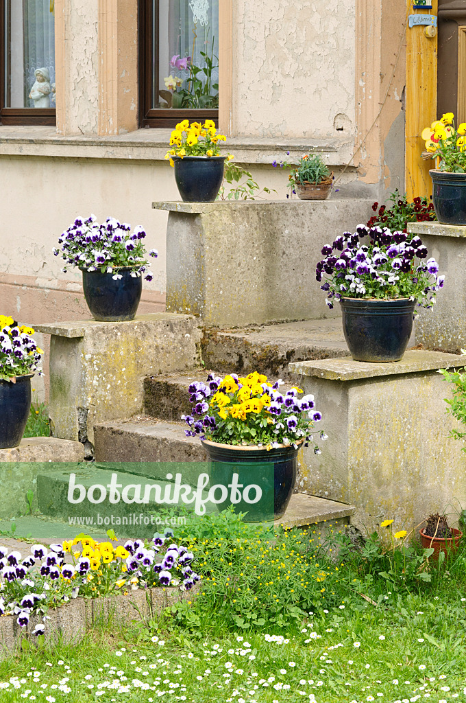 471274 - House entrance with violets in tubs