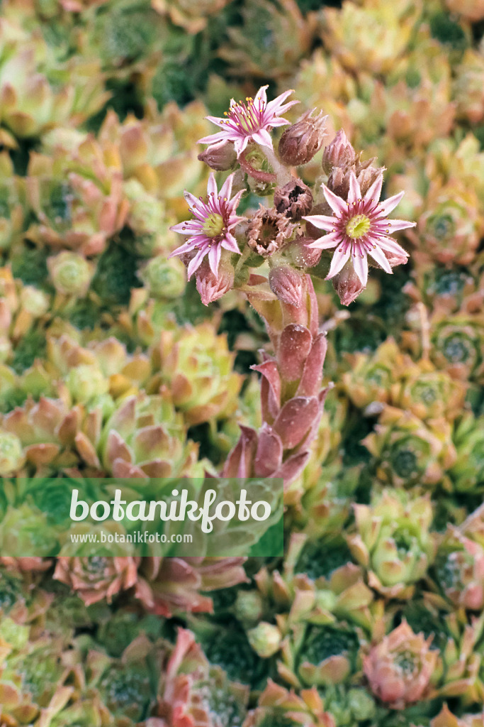 366063 - Houseleek (Sempervivum)