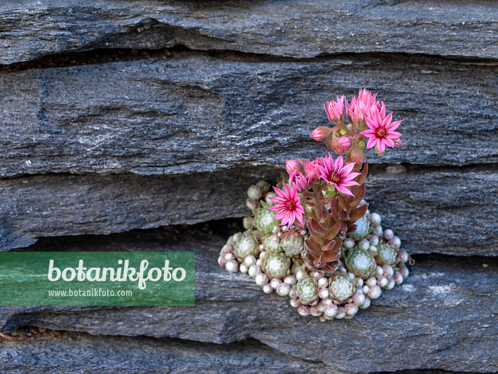 438267 - Houseleek (Sempervivum)