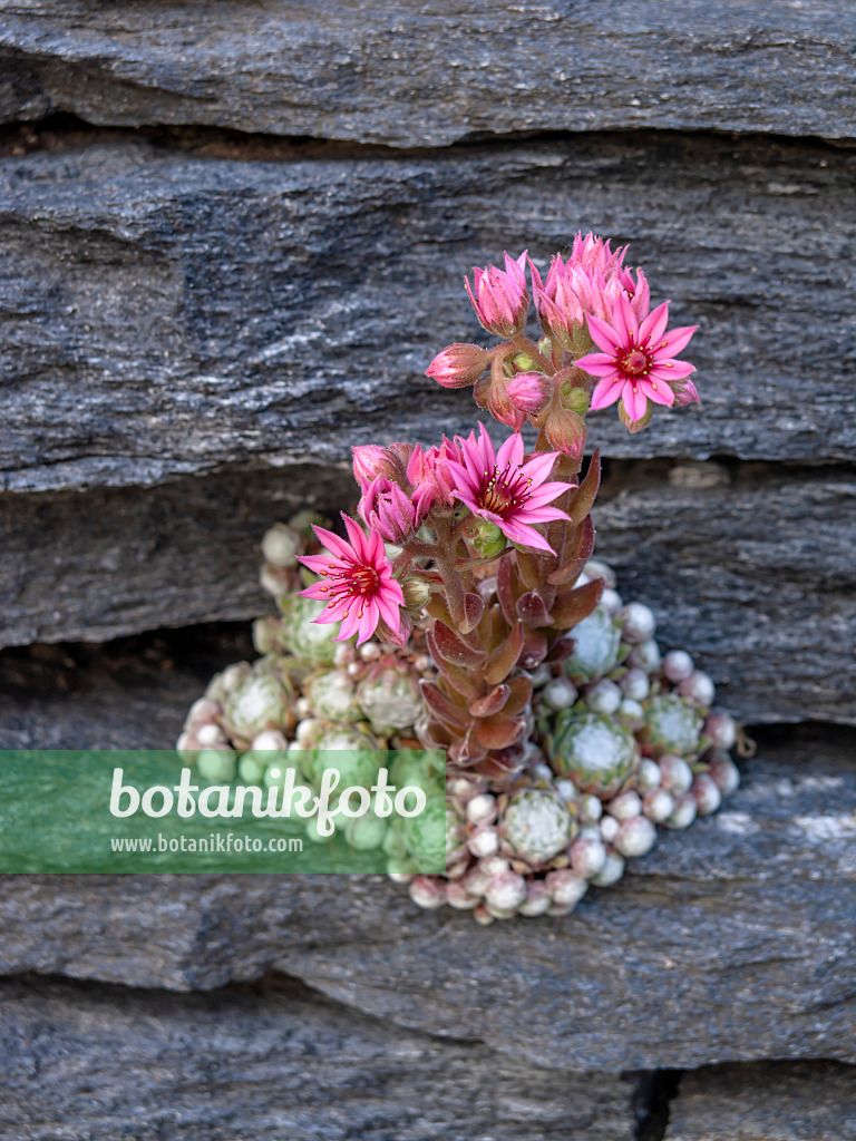 438268 - Houseleek (Sempervivum)