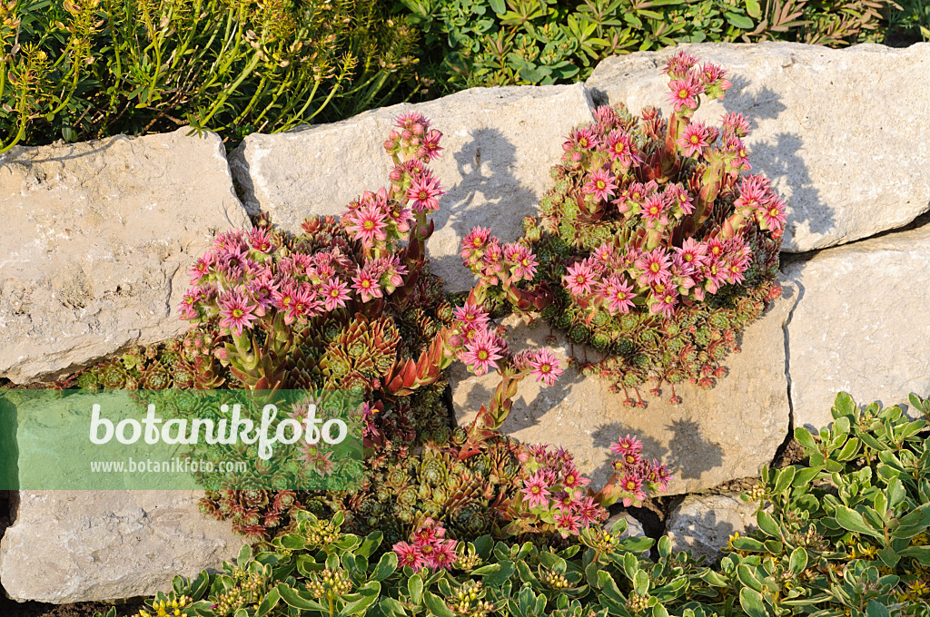 473304 - Houseleek (Sempervivum)