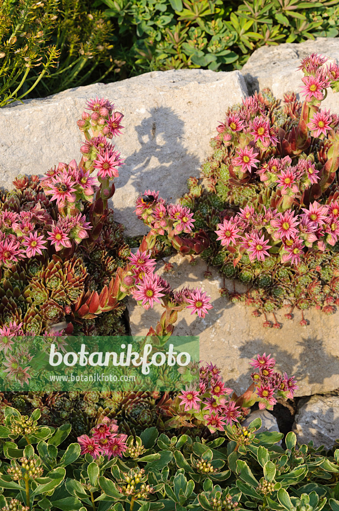 473305 - Houseleek (Sempervivum)
