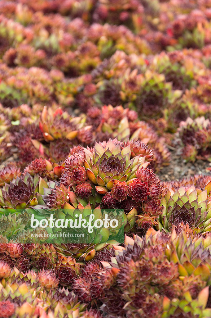 511233 - Houseleek (Sempervivum)