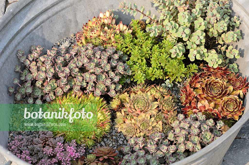 534421 - Houseleeks (Sempervivum) and stonecrops (Sedum) in a tin trough