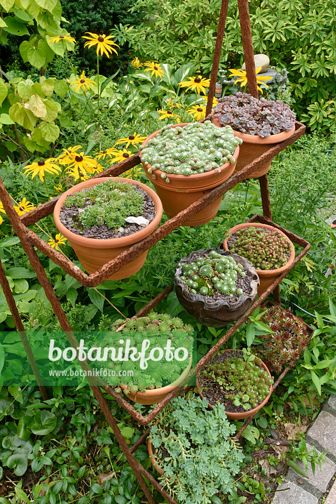 559079 - Houseleeks (Sempervivum) in flower pots on a rusty etagere
