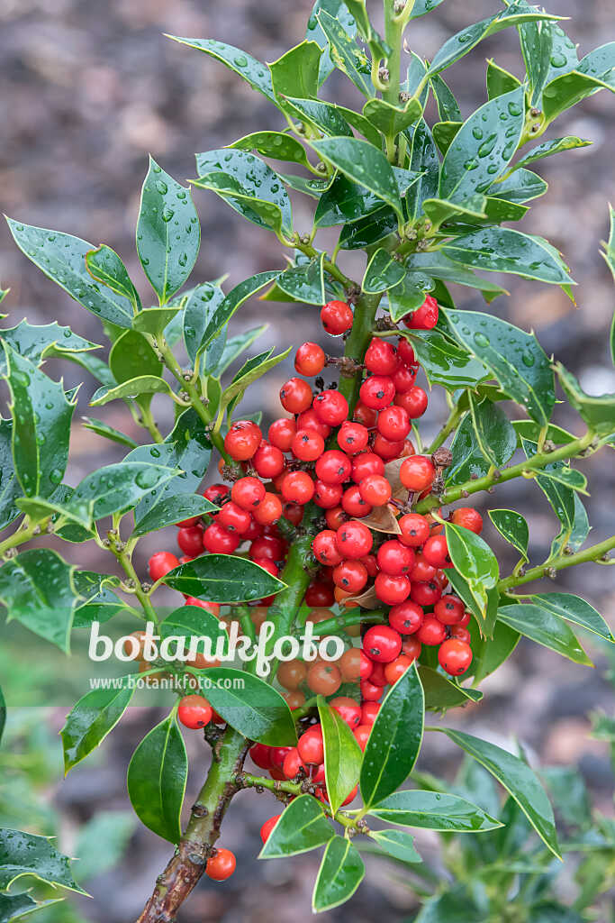 675172 - Houx commun (Ilex aquifolium 'Alaska')