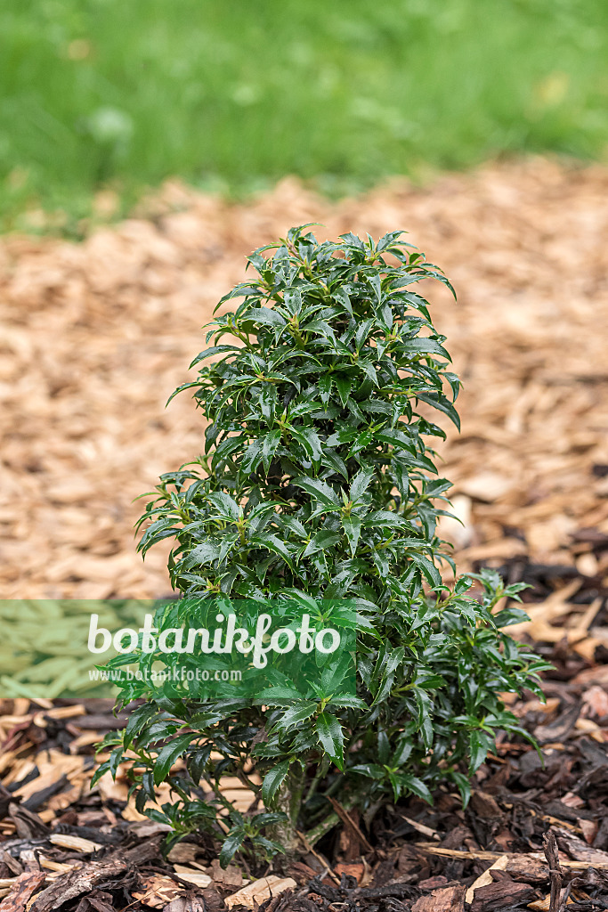 651341 - Houx commun (Ilex aquifolium 'Heckenzwerg')
