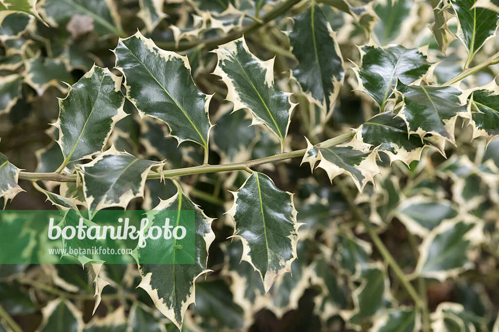 675175 - Houx commun (Ilex aquifolium 'Silver Queen')