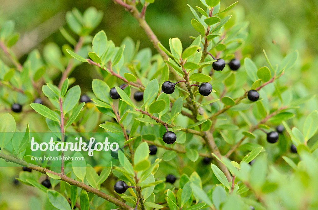 525172 - Houx crénelé (Ilex crenata)