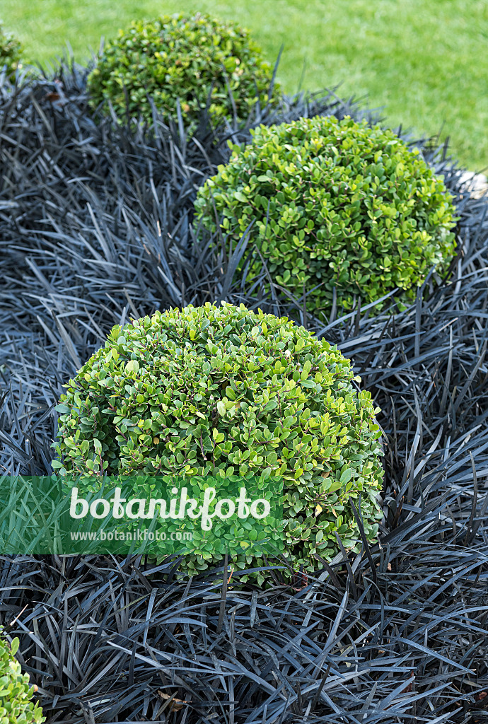 651344 - Houx crénelé (Ilex crenata 'Dark Green') et herbe aux turquoises (Ophiopogon planiscapus 'Nigrescens')