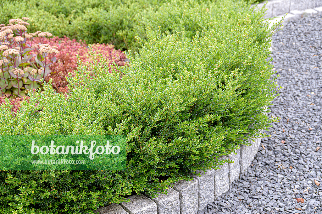 607116 - Houx crénelé (Ilex crenata 'Glorie Gem')