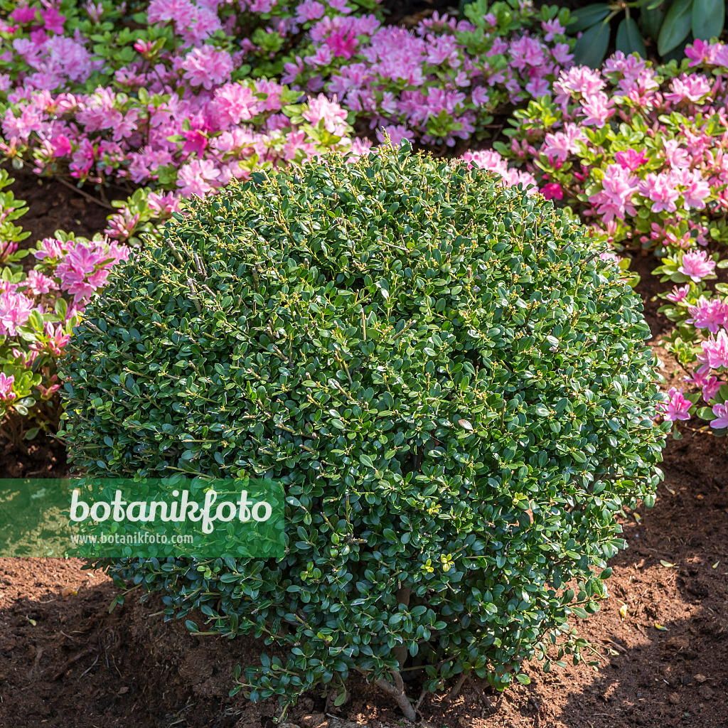 625240 - Houx crénelé (Ilex crenata 'Glorie Gem')