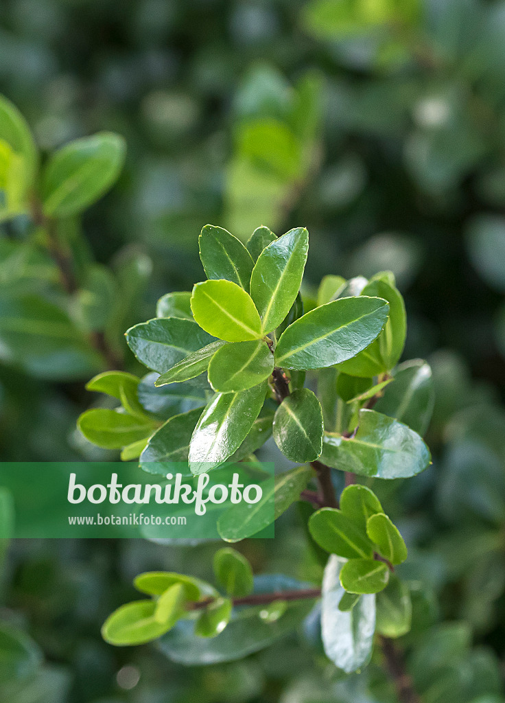651346 - Houx crénelé (Ilex crenata 'Robustico')