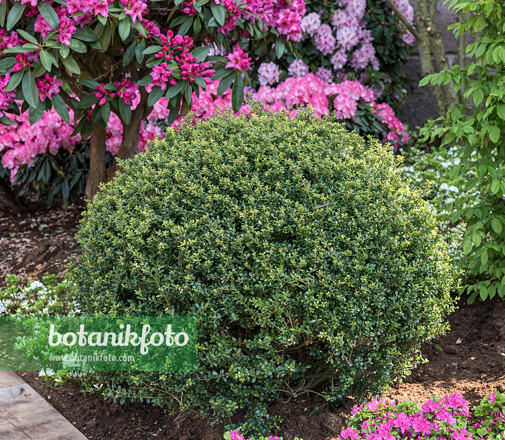 651342 - Houx crénelé (Ilex crenata 'Stokes')