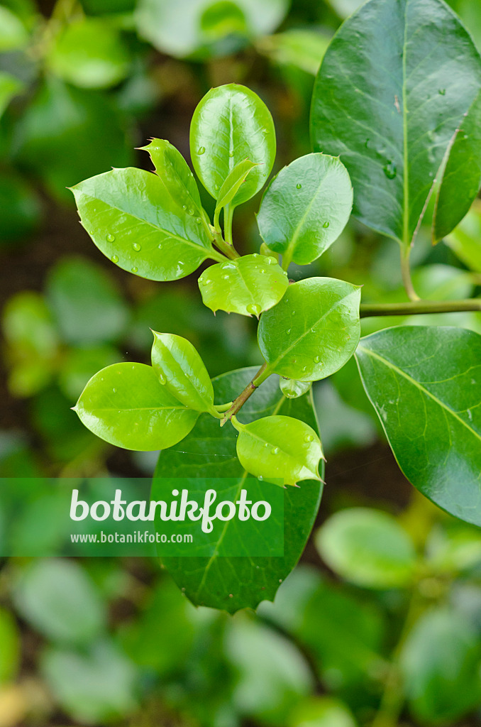 533545 - Houx de Highclere (Ilex x altaclerensis 'Hodginsii')