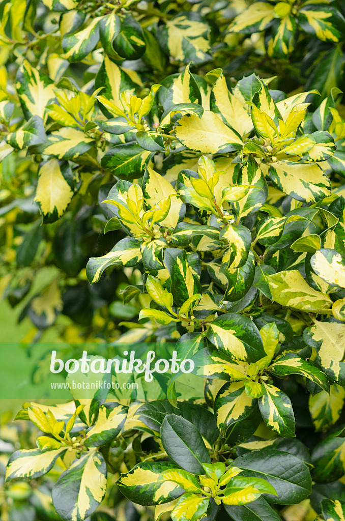 533307 - Houx de Highclere (Ilex x altaclerensis 'Ripley Gold')