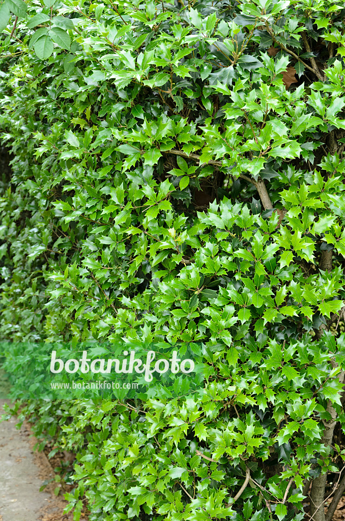 521381 - Houx (Ilex)