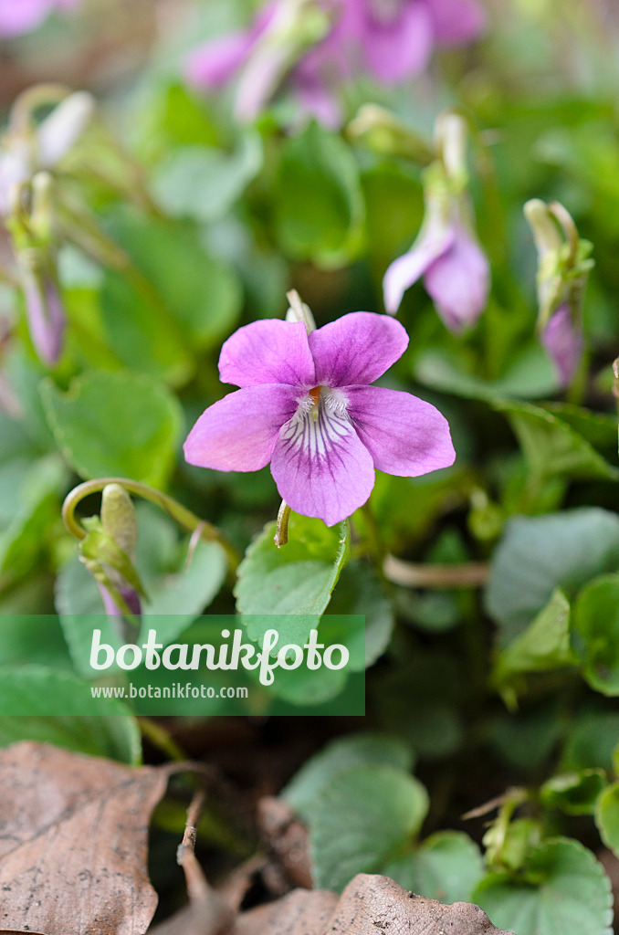 507057 - Howell's violet (Viola howellii)