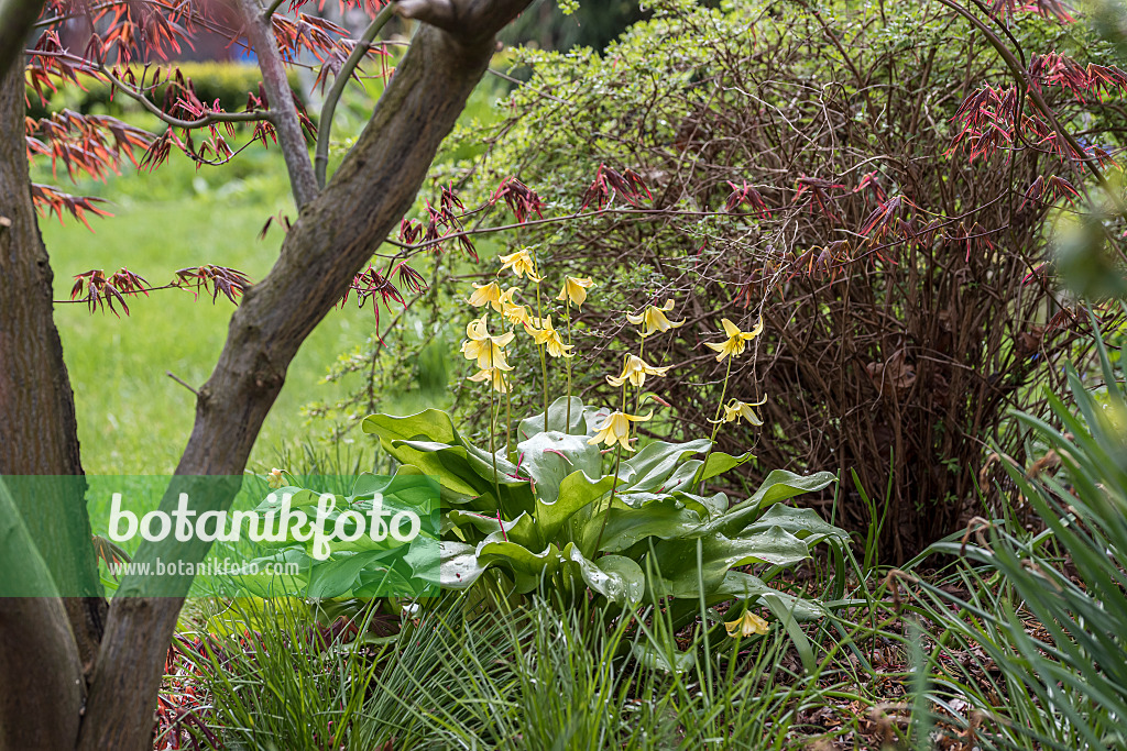 616388 - Hundszahnlilie (Erythronium Pagoda)