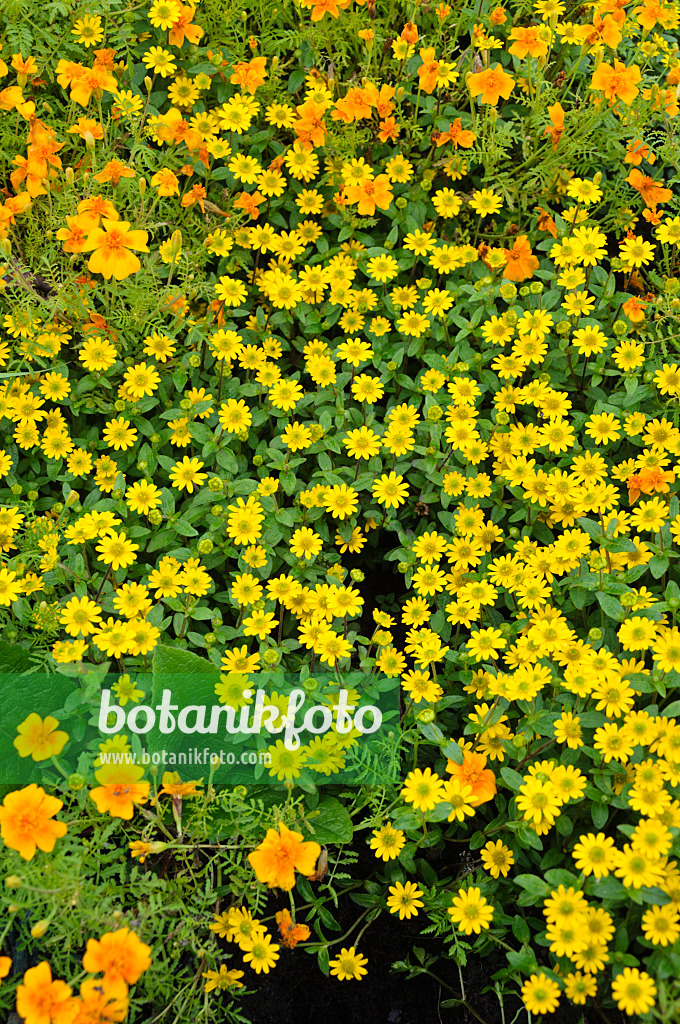 489022 - Husarenknopf (Sanvitalia procumbens syn. Sanvitalia speciosa)