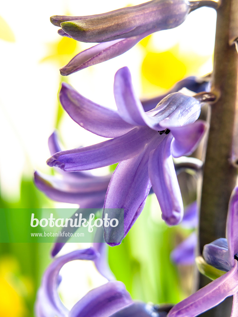 435001 - Hyacinth (Hyacinthus)