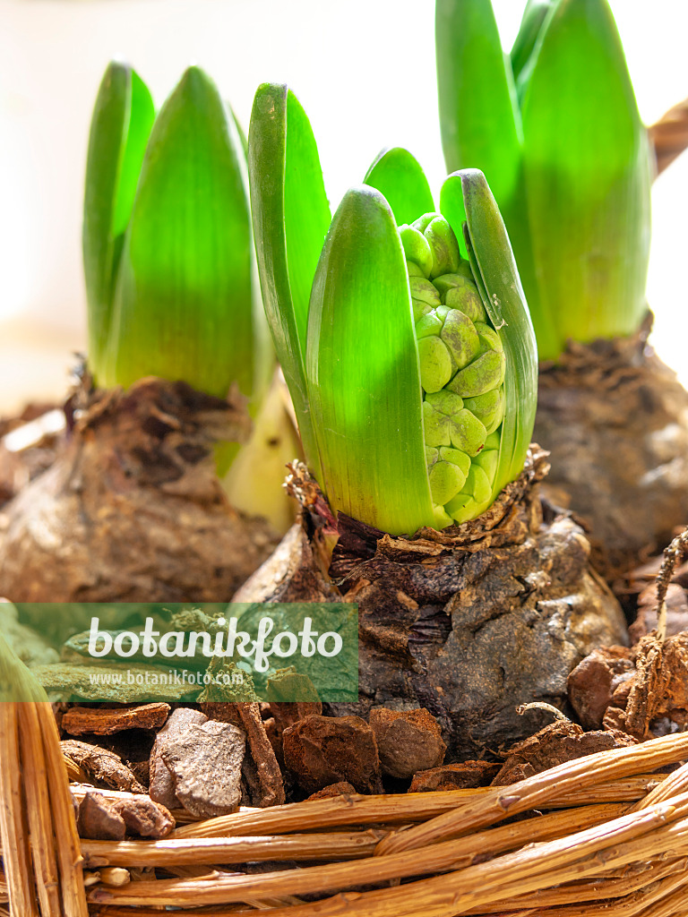 444037 - Hyacinth (Hyacinthus)