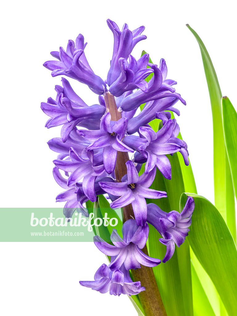 445018 - Hyacinth (Hyacinthus)