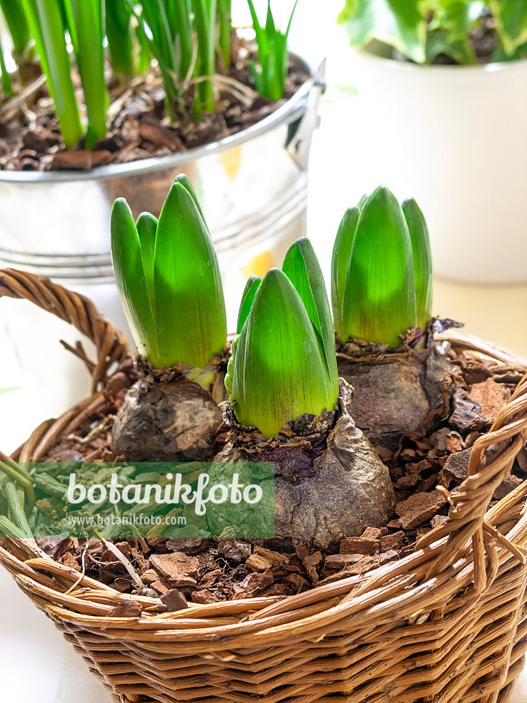 444035 - Hyacinth (Hyacinthus) with fresh green onion shoots, planted in a wicker basket