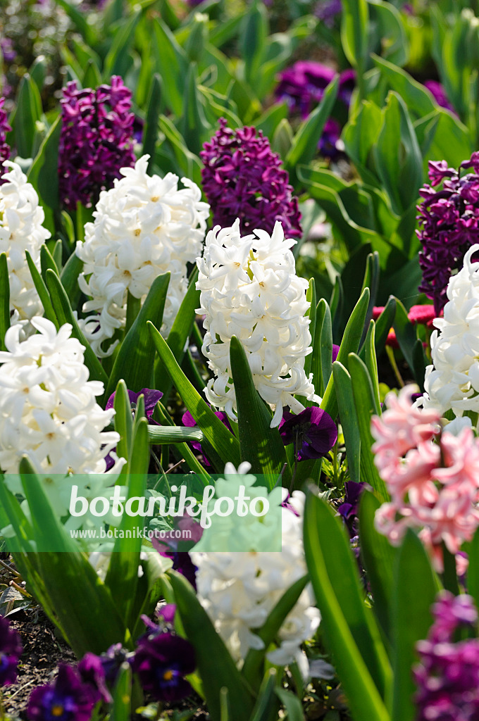 483217 - Hyacinths (Hyacinthus)