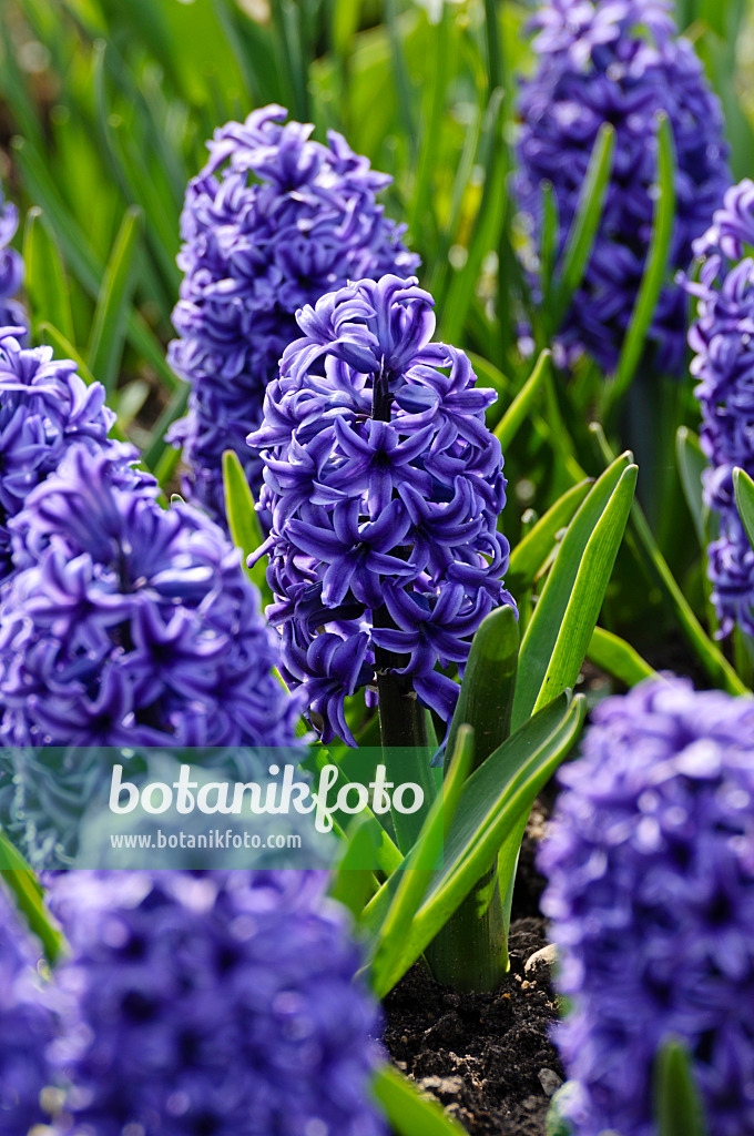 483218 - Hyacinths (Hyacinthus)