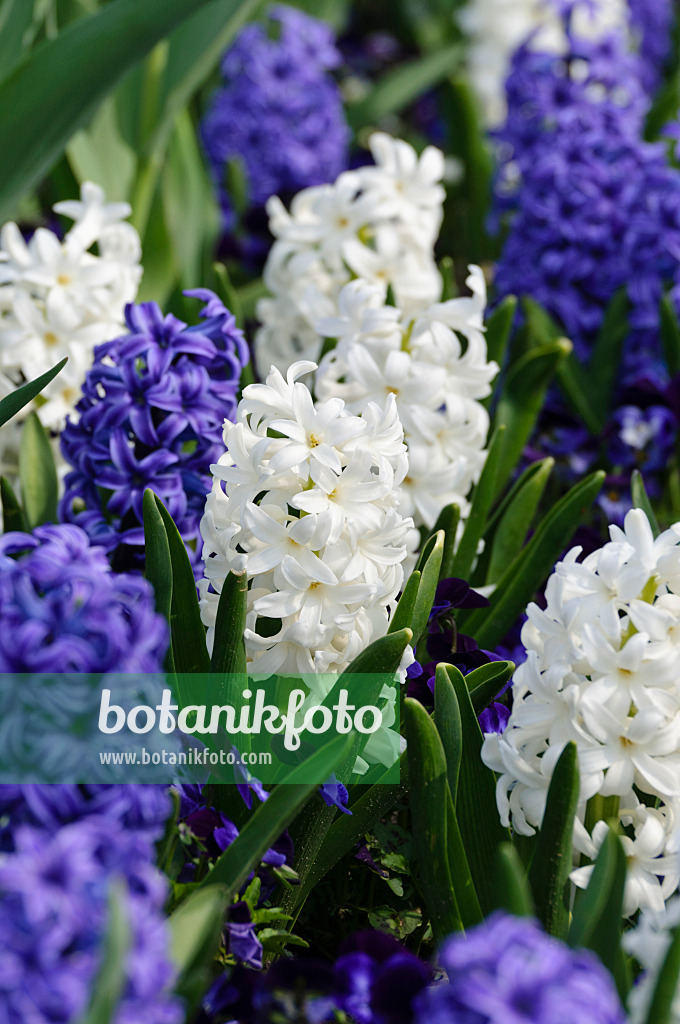 483223 - Hyacinths (Hyacinthus)