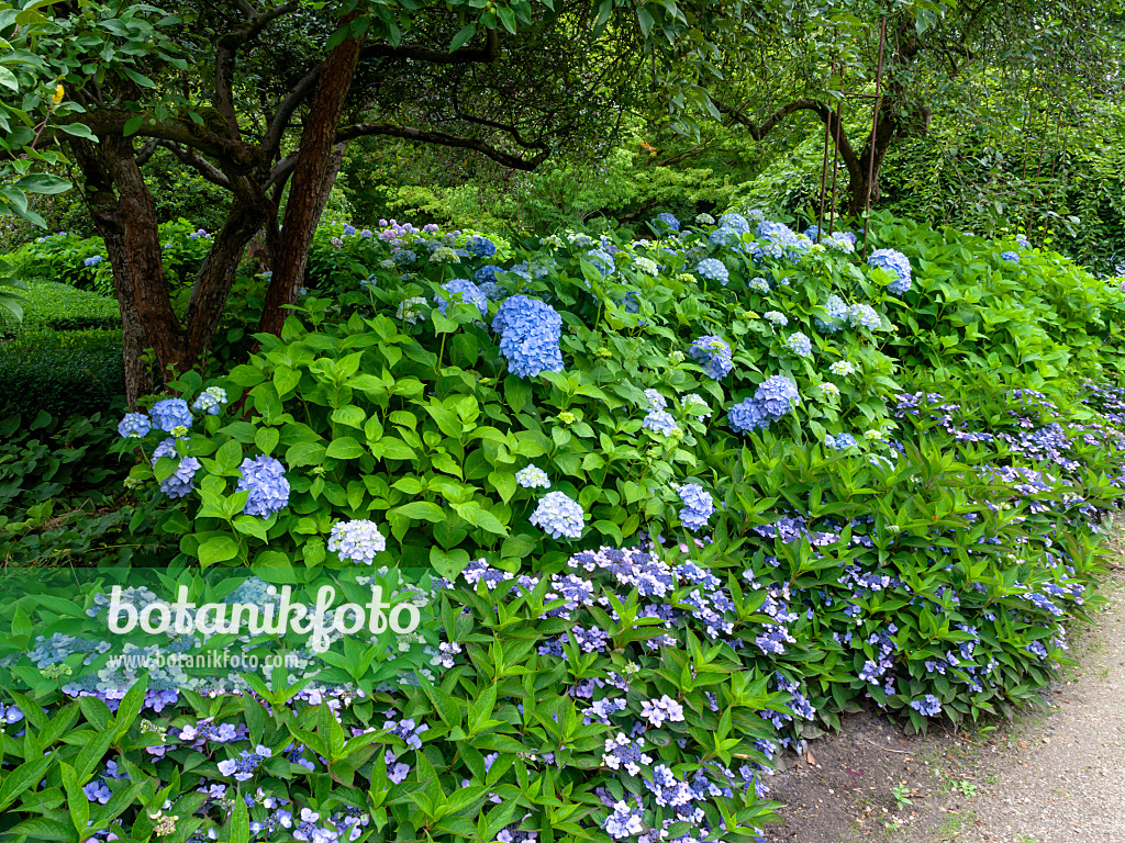 462160 - Hydrangea garden