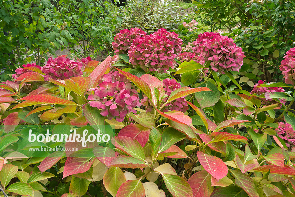 597013 - Hydrangea (Hydrangea)