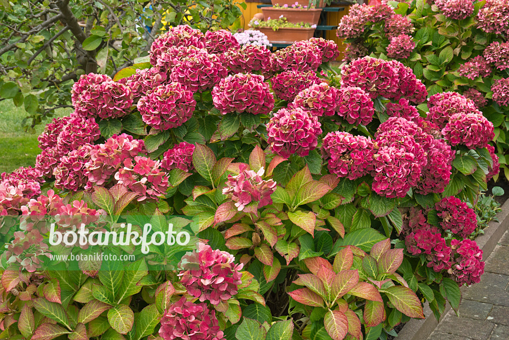 597015 - Hydrangea (Hydrangea)