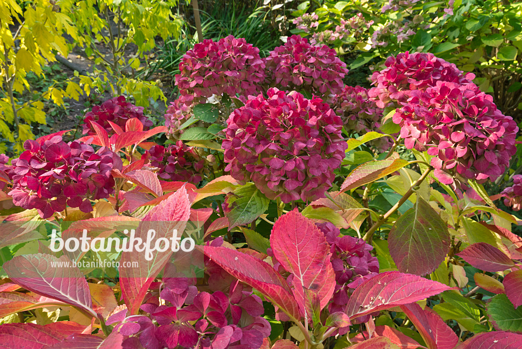 597020 - Hydrangea (Hydrangea)